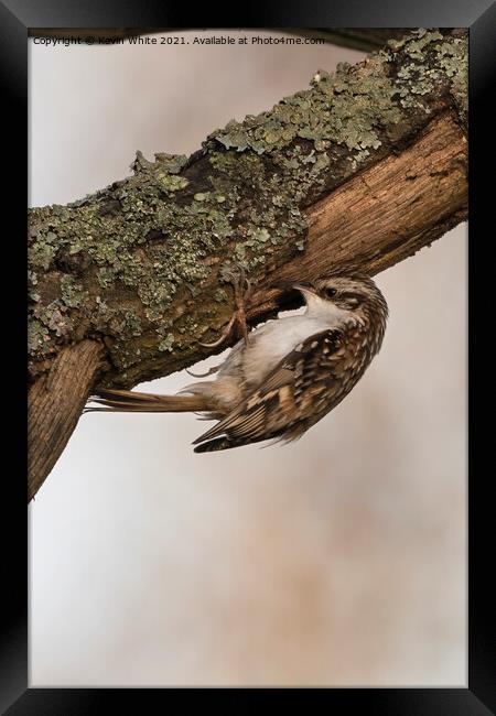 Hunting food Framed Print by Kevin White