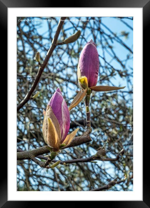 Buds of Magnolia about to burst open Framed Mounted Print by Kevin White
