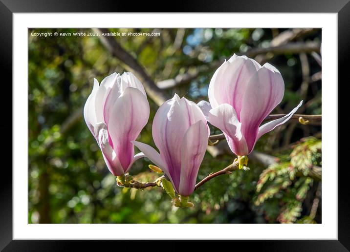 Magnolia Framed Mounted Print by Kevin White