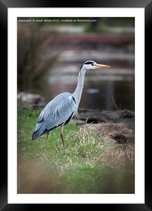 Heron by pond Framed Mounted Print by Kevin White