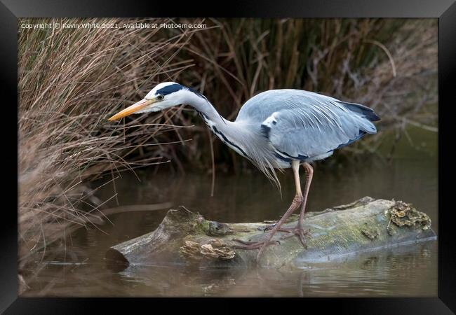 Heron has spotted something Framed Print by Kevin White