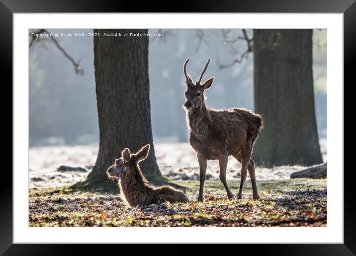 Deer in morning sun Framed Mounted Print by Kevin White