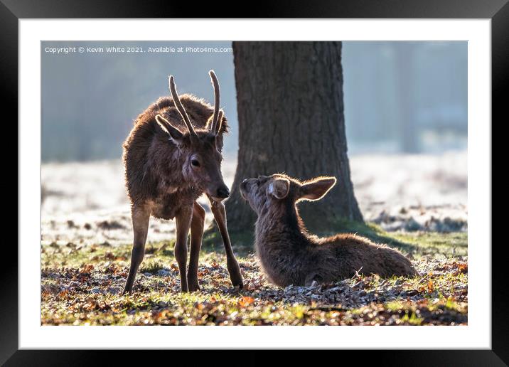 Good morning deer Framed Mounted Print by Kevin White