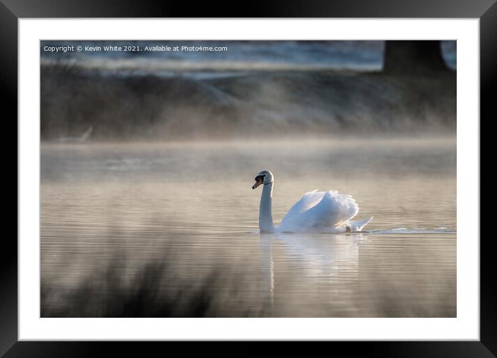 Misty pond  with backlit swan Framed Mounted Print by Kevin White