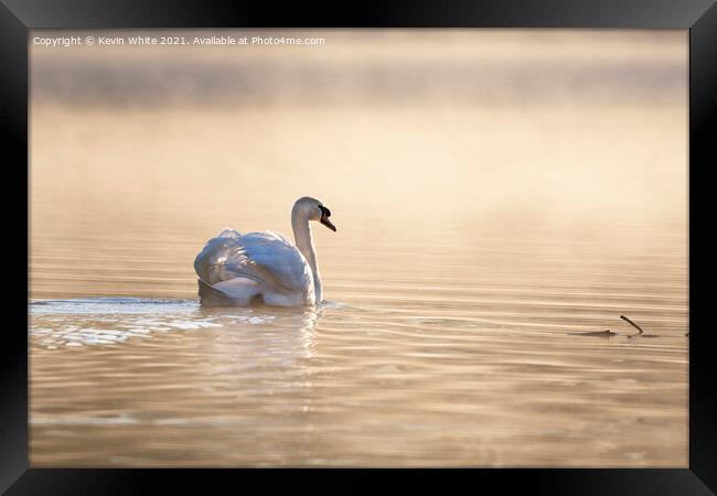 Swan backlit on misty pond  Framed Print by Kevin White