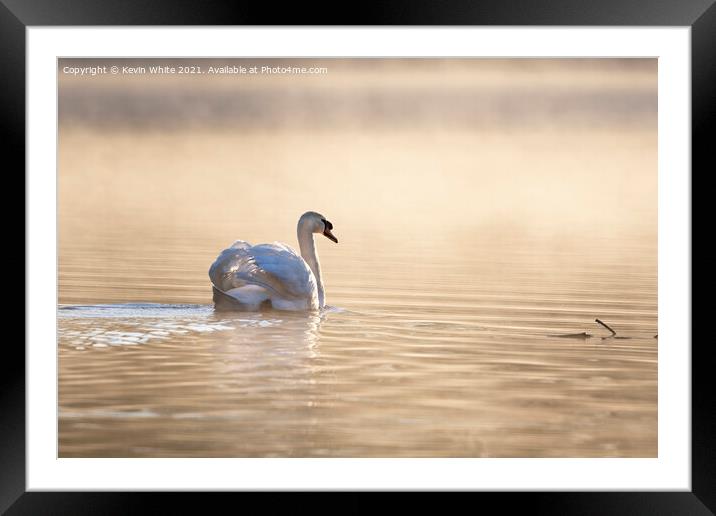 Swan backlit on misty pond  Framed Mounted Print by Kevin White