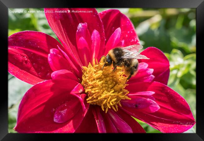 Bumble Bee enjoying a feast of pollen Framed Print by Kevin White