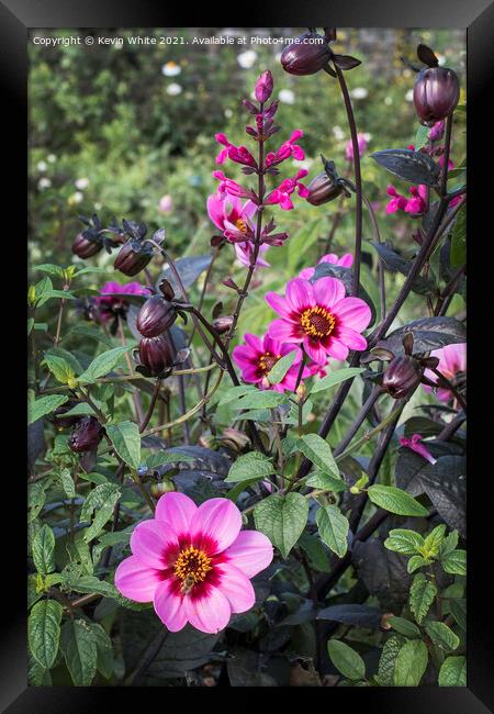 Dahlia Framed Print by Kevin White