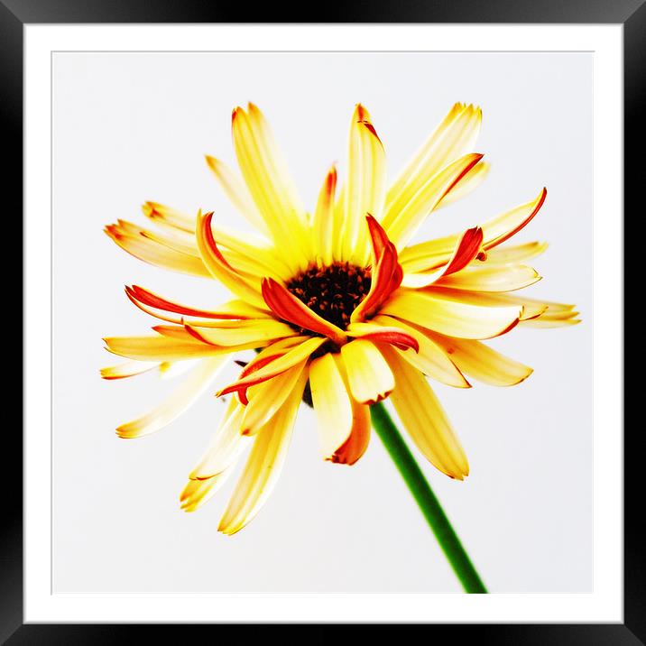 Yellow and Orange Framed Mounted Print by steve porter