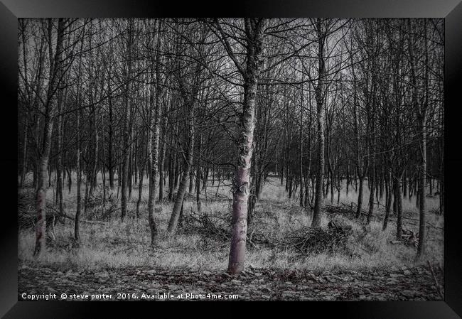 Into the Woods Framed Print by steve porter