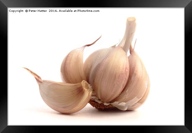 Garlic bulb and cloves. Framed Print by Peter Hatter