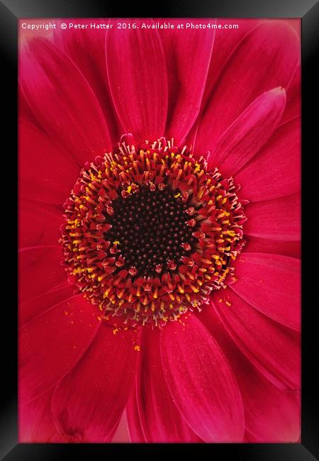 Red Gerbera Close up. Framed Print by Peter Hatter