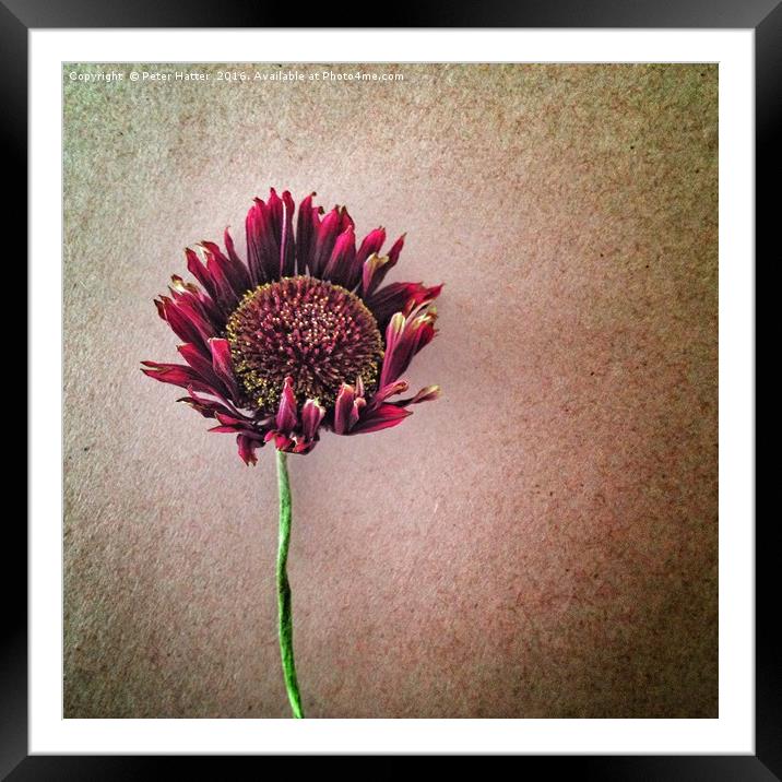 Decaying Gerbera Flower Framed Mounted Print by Peter Hatter