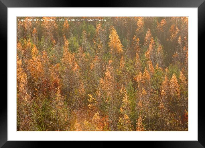 Colourful Autumnal Trees. Framed Mounted Print by Peter Hatter