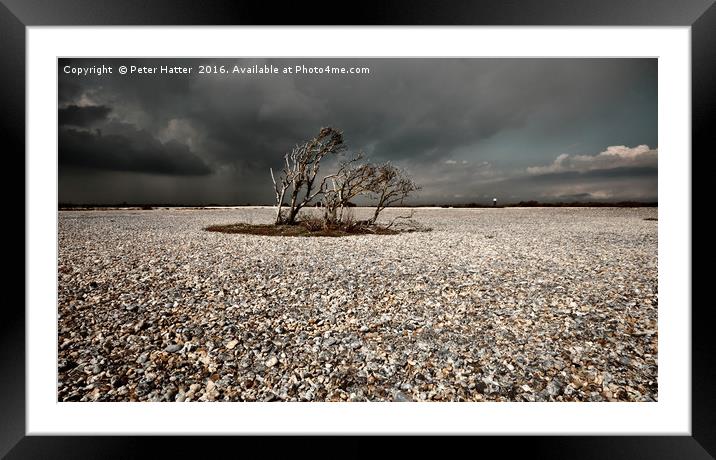 Small windblown trees in a patch of Dungeness pebb Framed Mounted Print by Peter Hatter