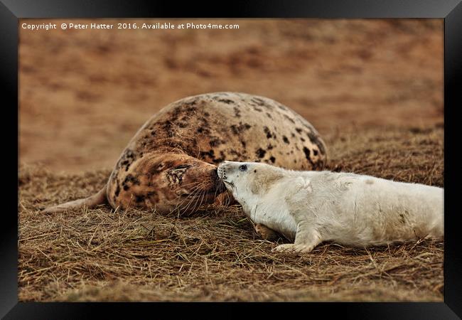 Grey Seal Cow and Pup.  Framed Print by Peter Hatter