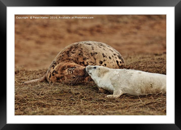 Grey Seal Cow and Pup.  Framed Mounted Print by Peter Hatter