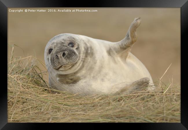 Grey Seal pup. Framed Print by Peter Hatter