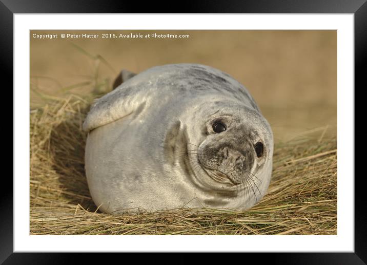 Grey Seal Pup. Framed Mounted Print by Peter Hatter