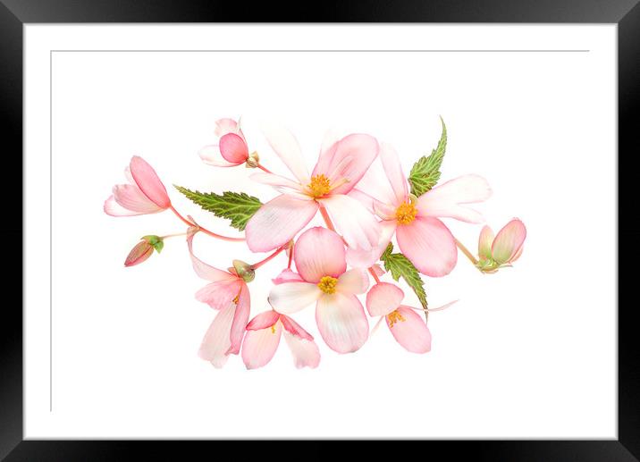 Begonia Flowers Framed Mounted Print by Jacky Parker