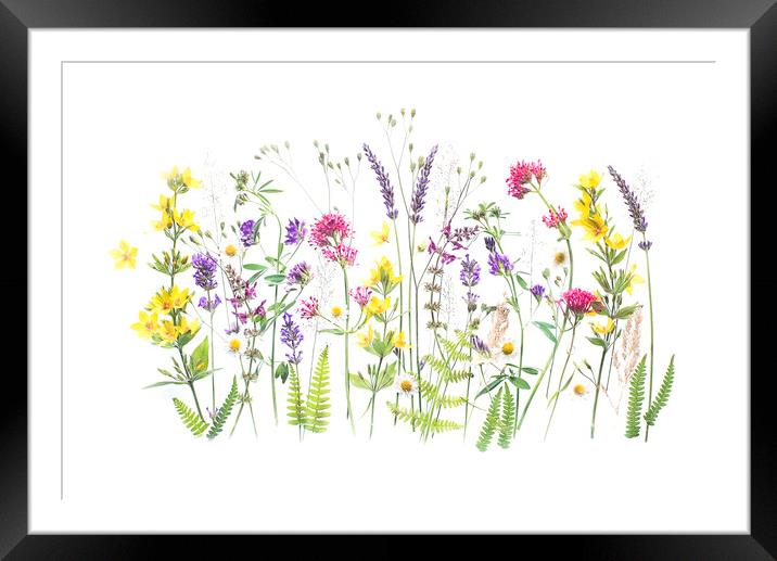 Garden Treasures Framed Mounted Print by Jacky Parker