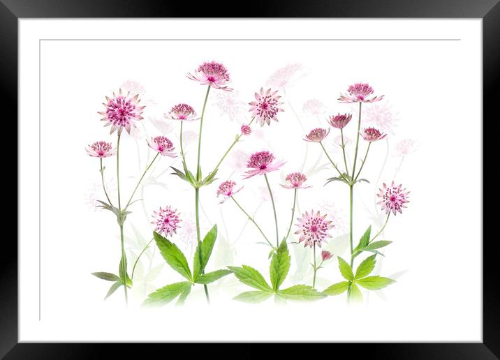 Astrantia Pink Flowers Framed Mounted Print by Jacky Parker