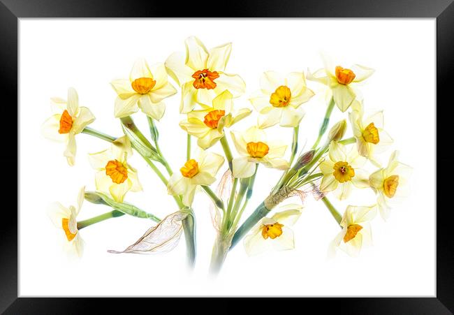 Spring Daffodils Framed Print by Jacky Parker