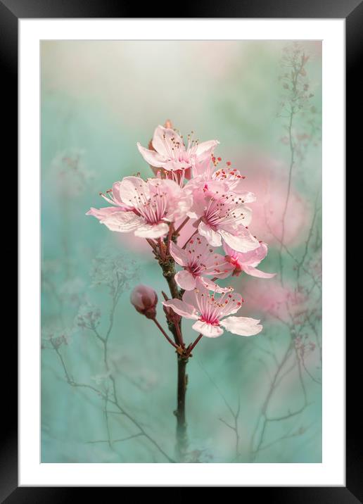 Black Cherry Plum Blossom Framed Mounted Print by Jacky Parker