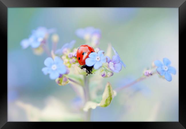 7-spot Ladybird on Forget-me-not flowers Framed Print by Jacky Parker