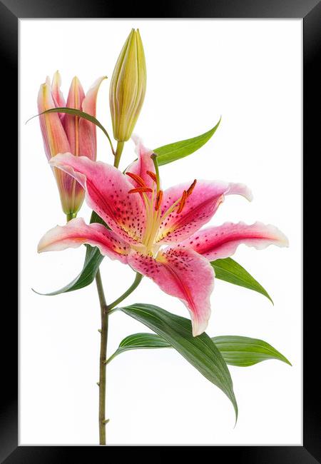 Pink 'Stargazer' Lily flower Framed Print by Jacky Parker