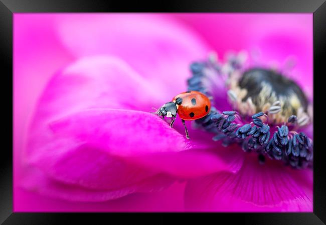 Ladybird on Anemone flower Framed Print by Jacky Parker