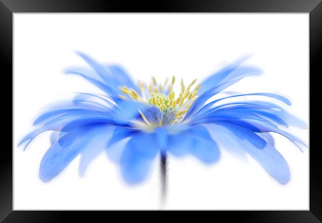 Blue Spring Windflower Framed Print by Jacky Parker