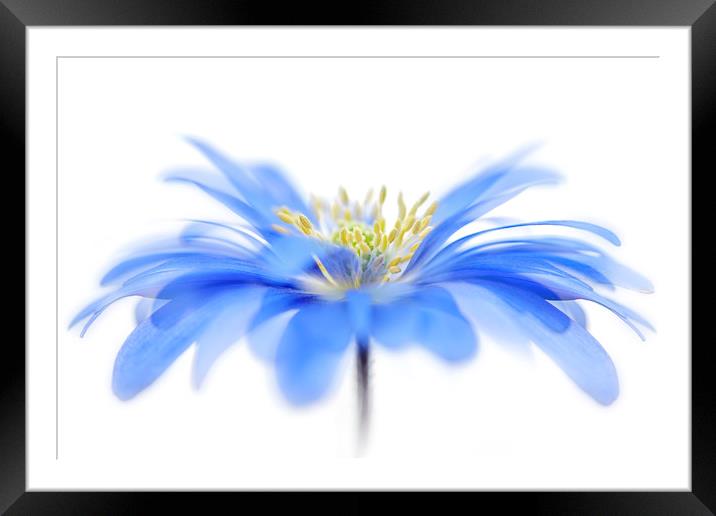 Blue Spring Windflower Framed Mounted Print by Jacky Parker
