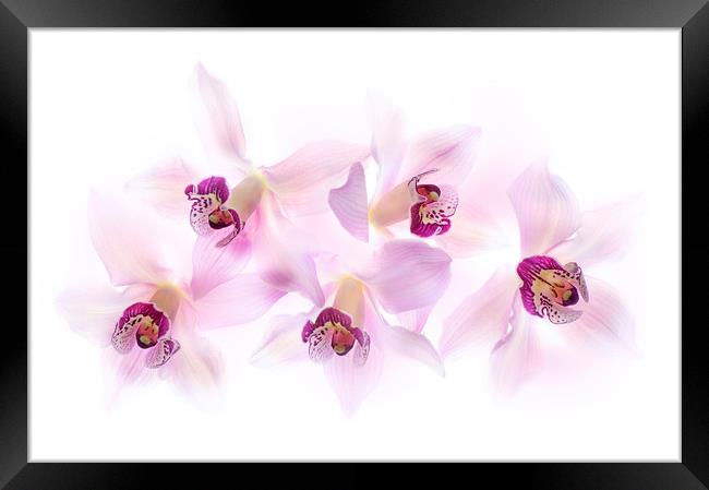 Soft Pink Orchids Framed Print by Jacky Parker