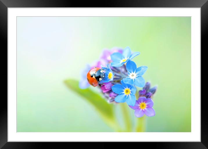 Ladybird on a Forget-me-not Flower Framed Mounted Print by Jacky Parker