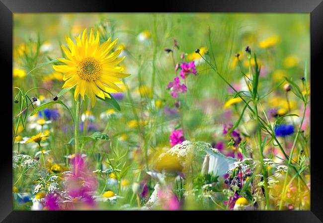 The Flower Meadow Framed Print by Jacky Parker