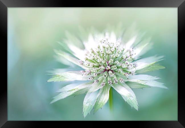 Masterwort White Flower Framed Print by Jacky Parker