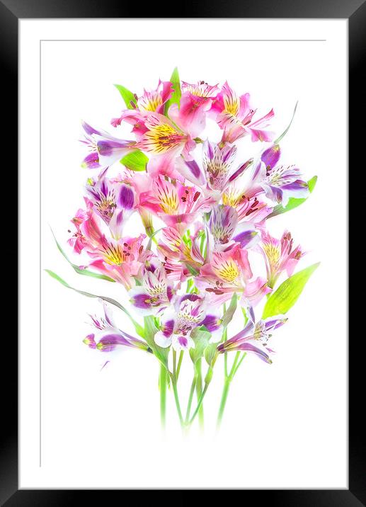 Multi-Coloured Peruvian Lilies Framed Mounted Print by Jacky Parker