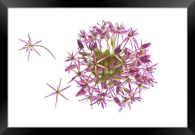 Allium Flower Framed Print by Jacky Parker