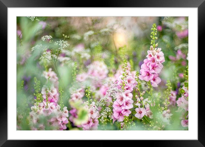 Pink Verbascum Flowers Framed Mounted Print by Jacky Parker