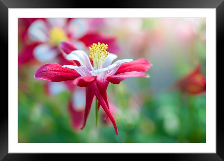 Granny's Bonnet red flowers Framed Mounted Print by Jacky Parker