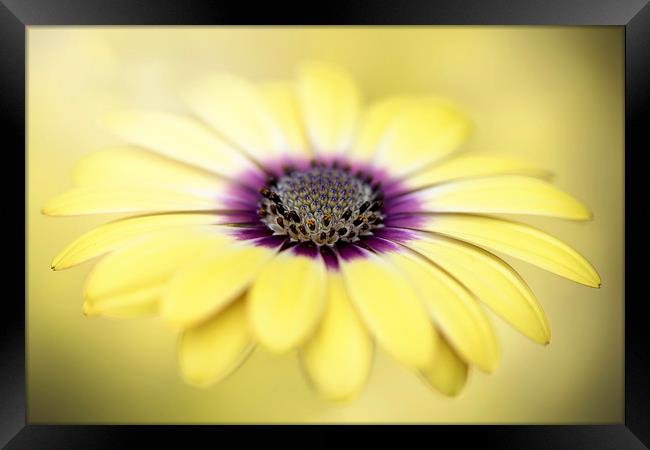 Mellow Yellow Framed Print by Jacky Parker