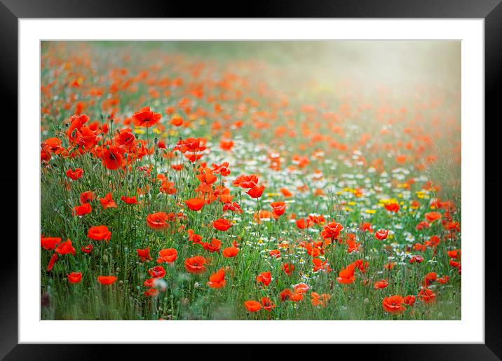 Red Field Poppies Framed Mounted Print by Jacky Parker