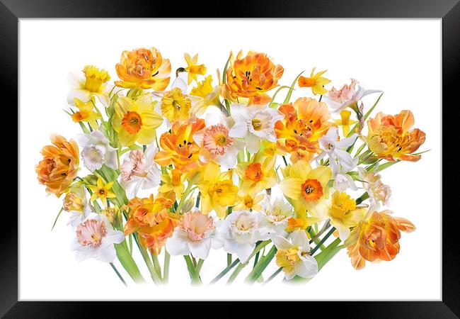 Spring Tulips and Daffodils Framed Print by Jacky Parker
