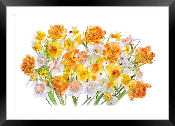 Spring Tulips and Daffodils Framed Mounted Print by Jacky Parker