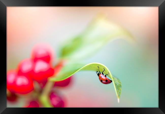 Christmas lady Framed Print by Jacky Parker