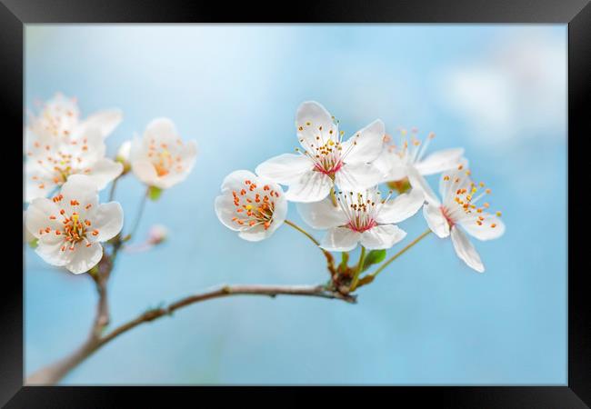 Wild Cherry Blossom Framed Print by Jacky Parker