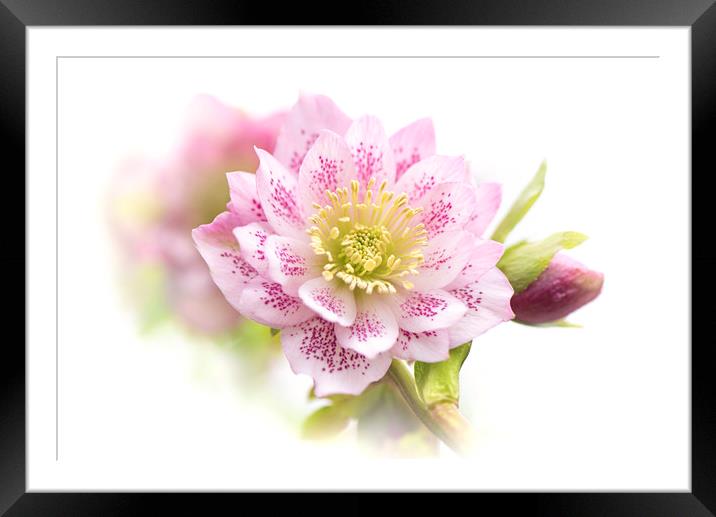 Spring Double-flowered Hellebore Framed Mounted Print by Jacky Parker