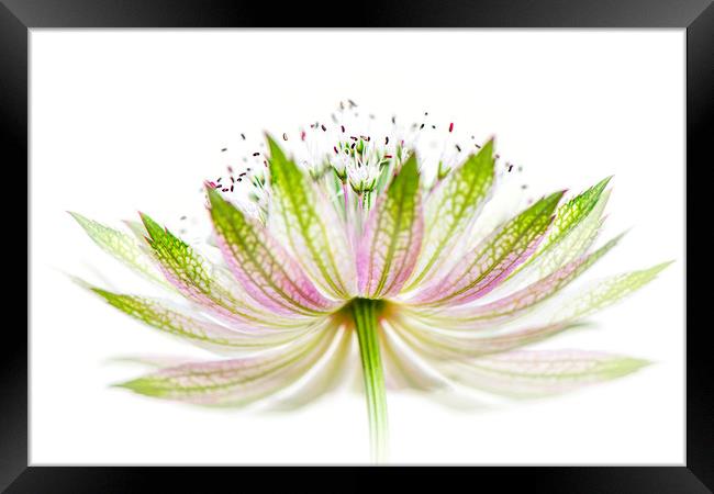 Astrantia Flower Framed Print by Jacky Parker