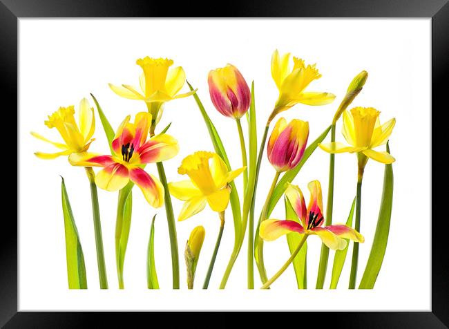 Spring Flora Framed Print by Jacky Parker